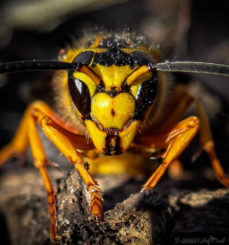 Southern Yellowjacket