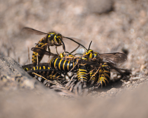 Southern Yellowjacket