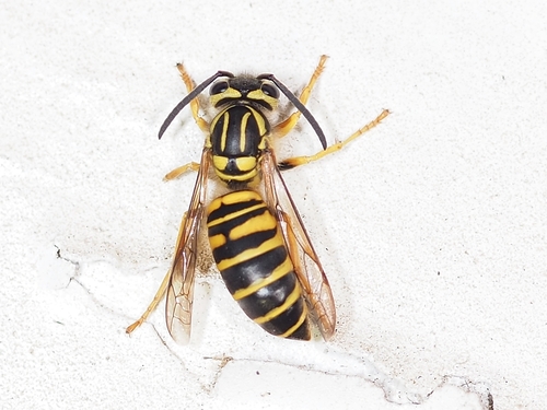 Southern Yellowjacket