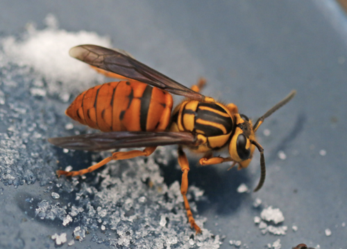 Southern Yellowjacket