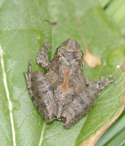 Northern Cricket Frog