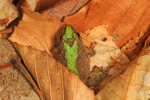 Northern Cricket Frog