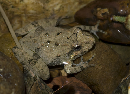 Northern Cricket Frog