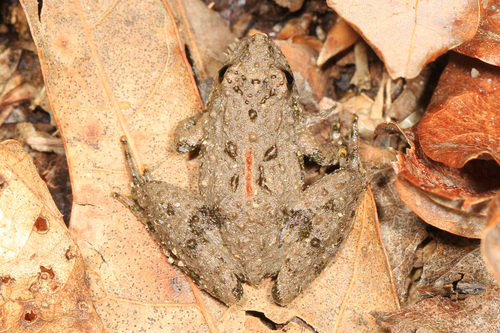 Northern Cricket Frog