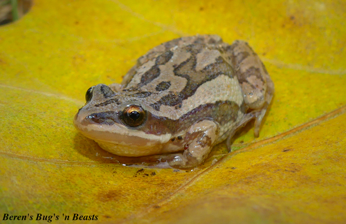 Boreal Chorus Frog