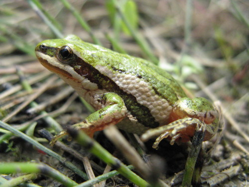 Boreal Chorus Frog