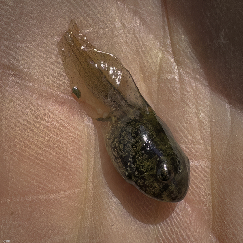 Boreal Chorus Frog