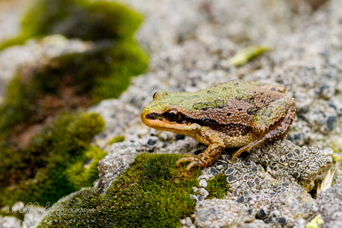 Boreal Chorus Frog