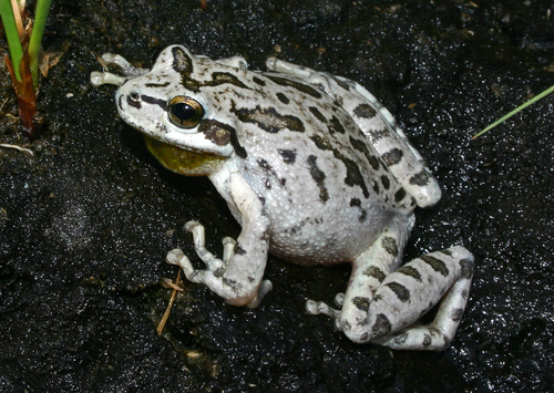 Pacific chorus frog