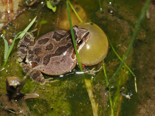 Pacific chorus frog