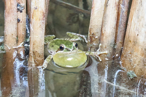 Pacific chorus frog