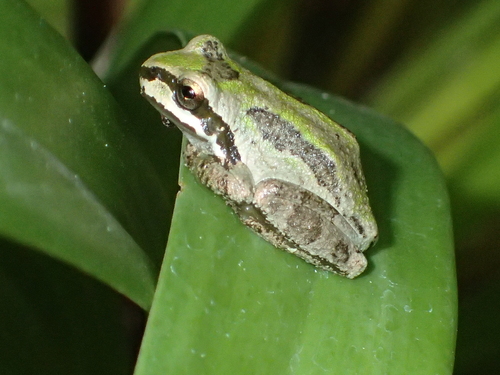 Pacific chorus frog