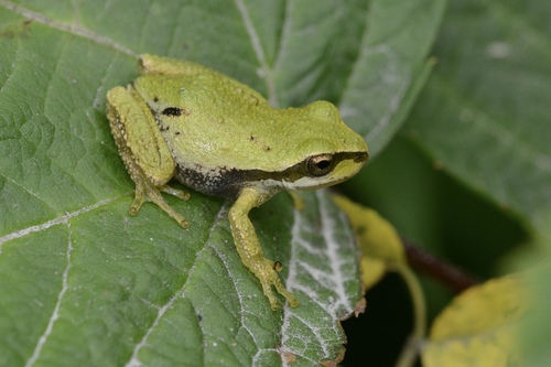 Pacific chorus frog