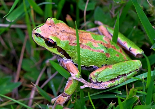 Pacific chorus frog