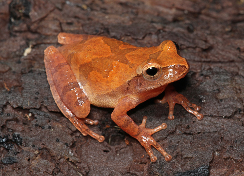 Spring Peeper