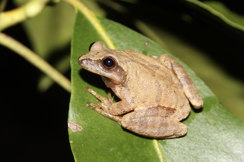 Spring Peeper