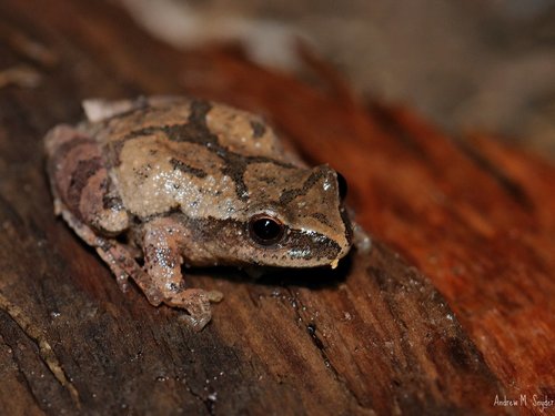 Spring Peeper