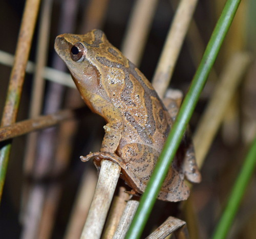 Spring Peeper