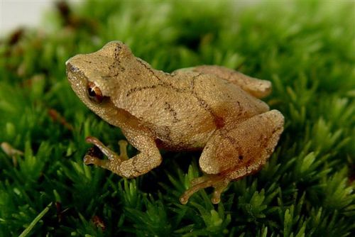 Spring Peeper