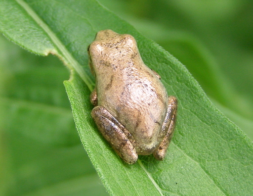 Spring Peeper