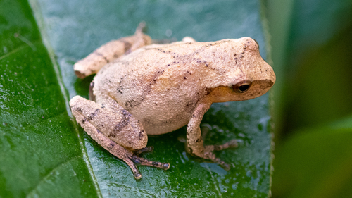 Spring Peeper