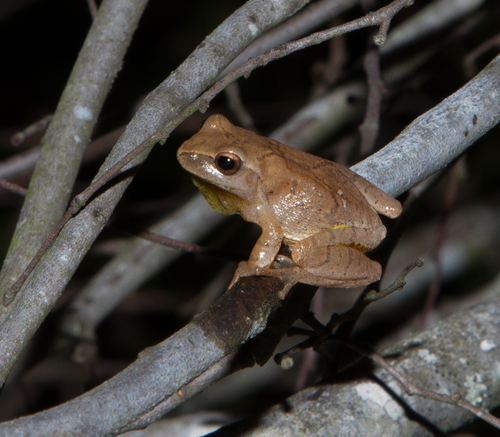 Spring Peeper