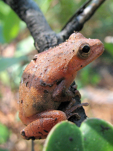 Spring Peeper