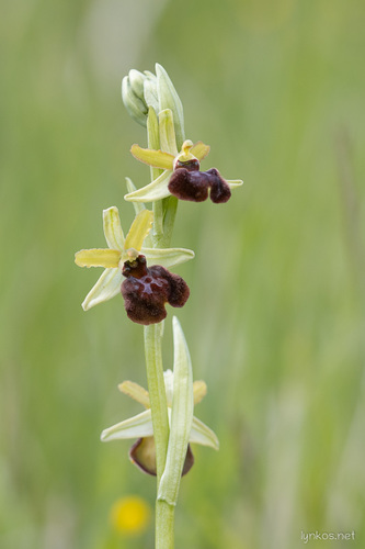 Early Spider-orchid