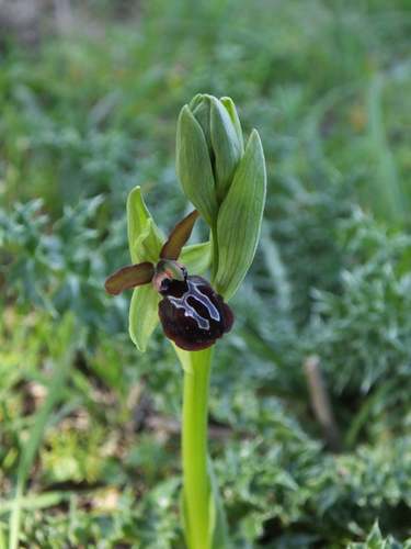 Early Spider-orchid