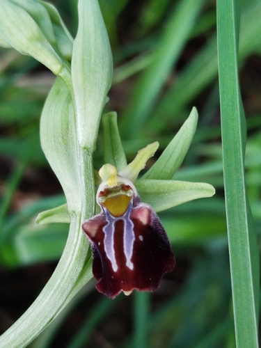 Early Spider-orchid