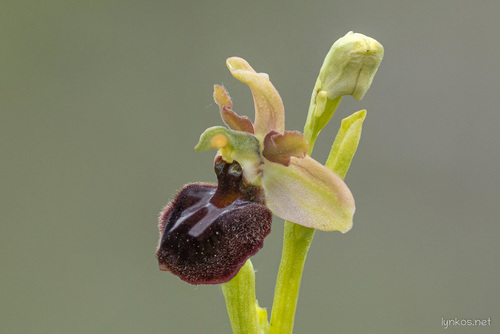 Early Spider-orchid