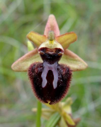 Early Spider-orchid