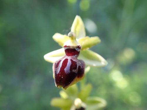 Early Spider-orchid
