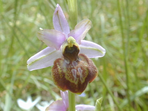 Early Spider-orchid