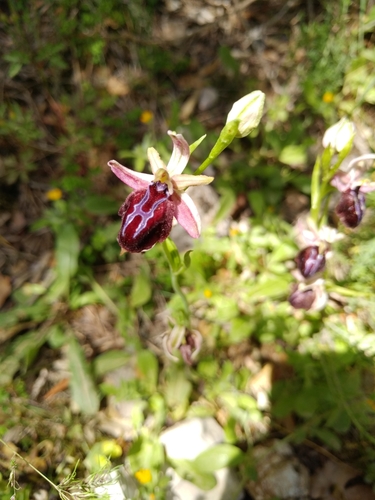 Early Spider-orchid