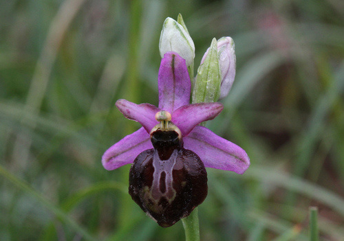 Early Spider-orchid