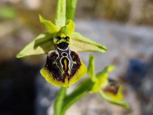 Early Spider-orchid