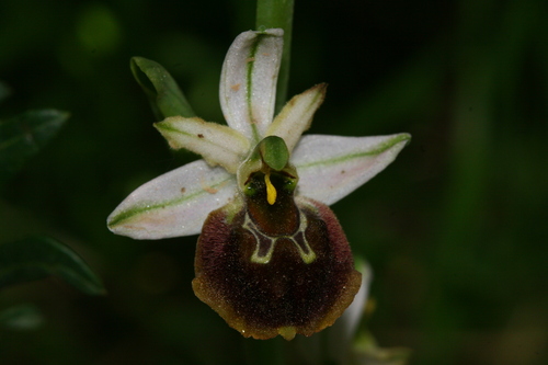 Early Spider-orchid