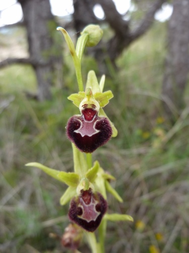 Early Spider-orchid