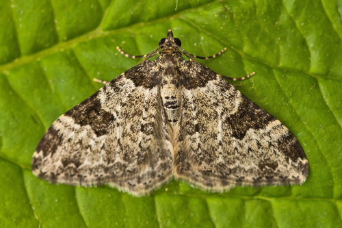 Garden Carpet