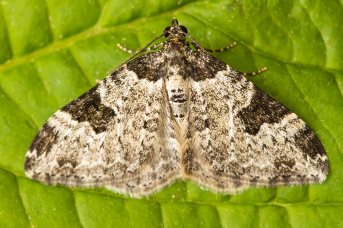Garden Carpet