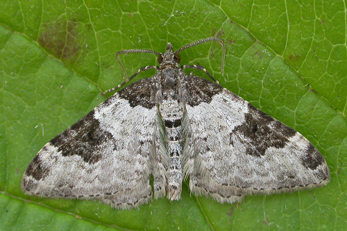 Garden Carpet