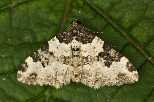 Garden Carpet