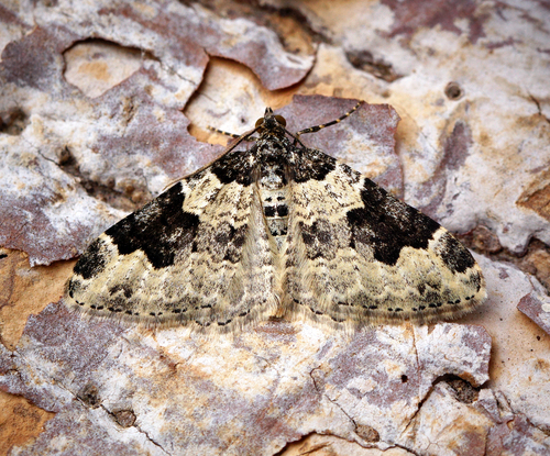 Garden Carpet