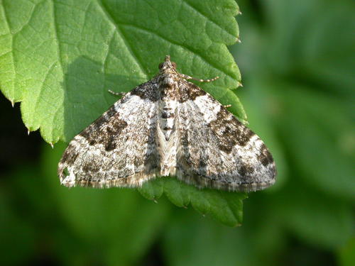 Garden Carpet