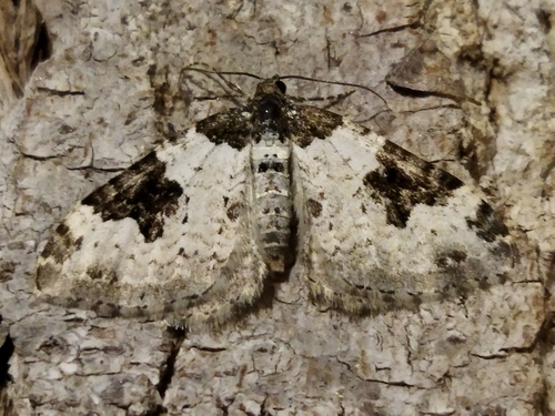 Garden Carpet