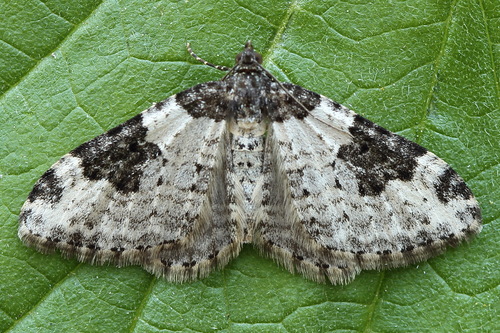 Garden Carpet