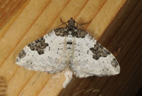 Garden Carpet