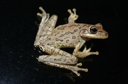 Cuban Tree Frog
