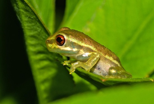 Cuban Tree Frog